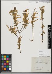 Foto von Salix triandra subsp. amygdalina (L.) Schübl. & G. Martens
